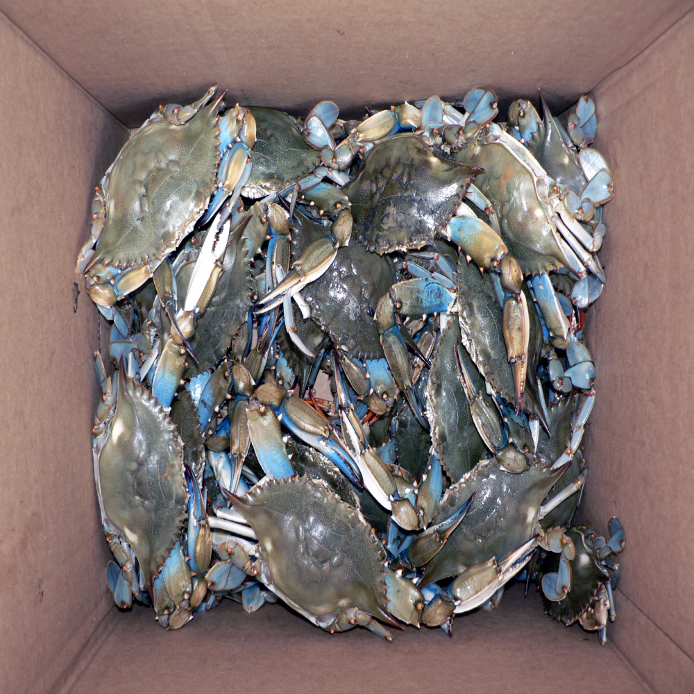 Blue Crab