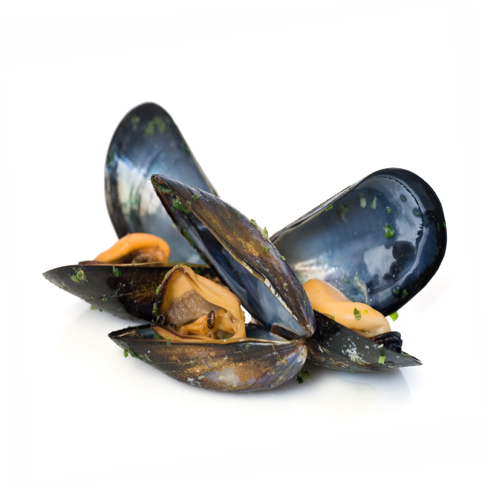 Mussel