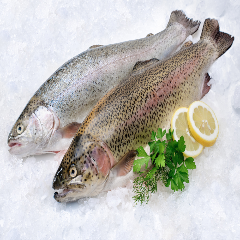 Rainbow Trout